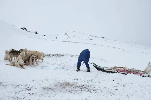 Homme Combinaison Bleue Attachant Des Chiens Traîneau Traîneau — Photo