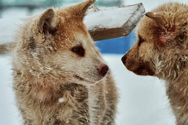 Zwei Grönländische Schlittenhundewelpen Schauen Einander — Stockfoto