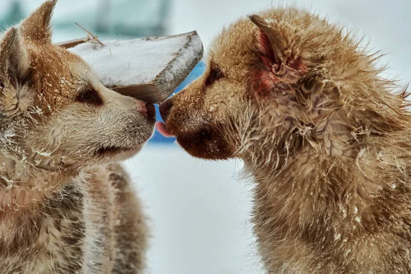 Zwei Grönländische Schlittenhundewelpen Holen Nach Einem Harten Kampf Auf — Stockfoto