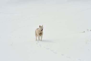 Yalnız kızak köpeği Husky karda yürüyor