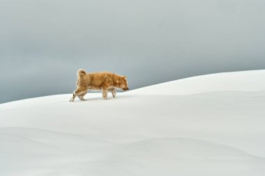 Grönland 'daki karlı arazide kahverengi kızaklı köpek yavrusu.
