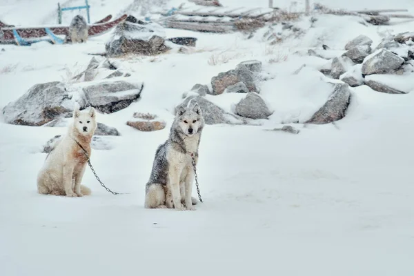 Zwei Angekettete Schlittenhunde Bei Verschneitem Wetter Ilulissat Auf Grönland — Stockfoto