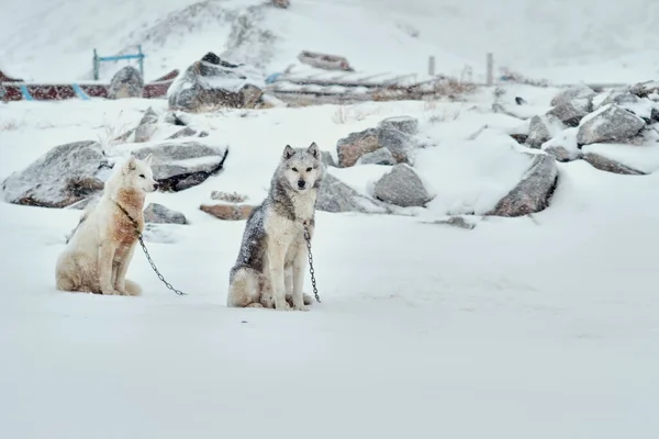Zwei Angekettete Schlittenhunde Bei Verschneitem Wetter Ilulissat Auf Grönland — Stockfoto