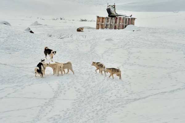 Pack Chiens Traîneau Jouant Ilulissat Groenland — Photo