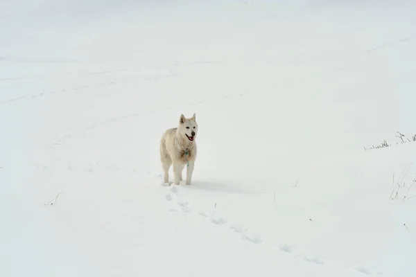 Einsamer Schlittenhund Husky Läuft Schnee Herum — Stockfoto