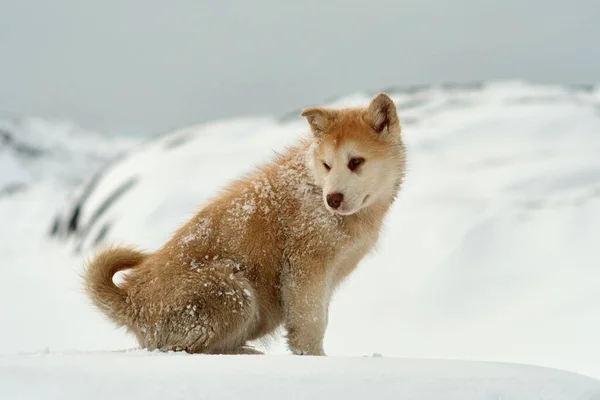 Brown Sled Dog Puppy Snowy Landscape Greenland — Stock Photo, Image