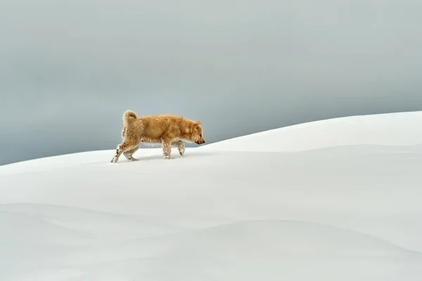 Brauner Schlittenhundewelpe Verschneiter Landschaft Grönland — Stockfoto