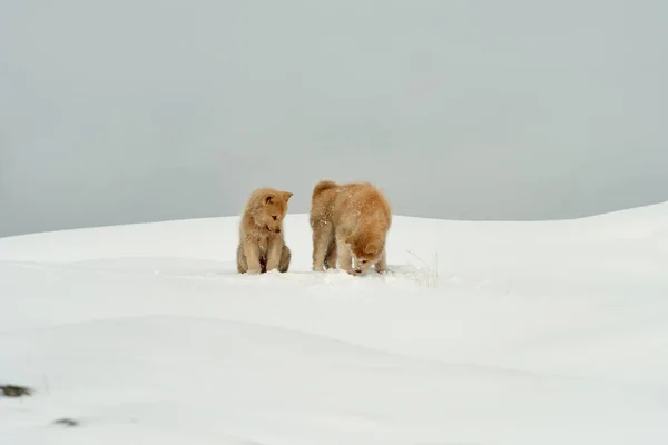 Δύο Καφέ Σκυλάκια Έλκηθρο Ένα Χιονισμένο Τοπίο — Φωτογραφία Αρχείου