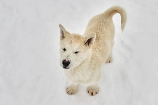 Beautiful Close Shot White Sled Dog Puppy — Stock Photo, Image