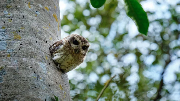 Coruja Porco Cubana Olhando Para Fora Sua Casa Tronco Árvore — Fotografia de Stock