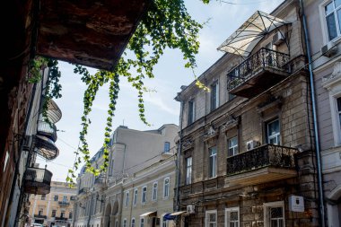 Odessa 'nın eski balkonlarından sarkan yeşil bitkiler.