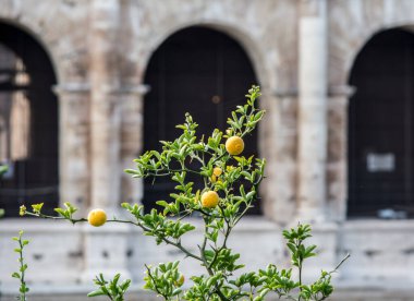 Kolezyumun arka planında üç meyve bulunan bir limon bitkisinin dalı