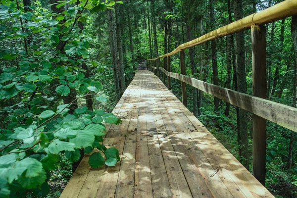 Ponte Assi Legno Una Lussureggiante Foresta Verde — Foto Stock