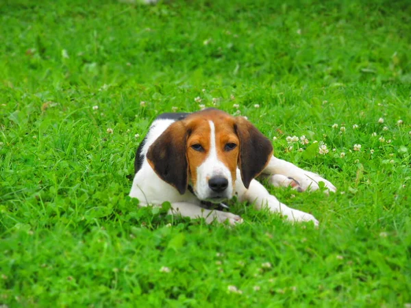 Young Hunting Dog Finnish Hound Lies Green Grass — Stock Photo, Image