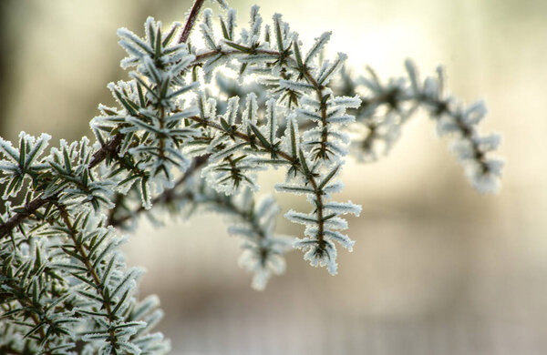 a coniferous hell plant branch with small needles in hoarfrost (frost).