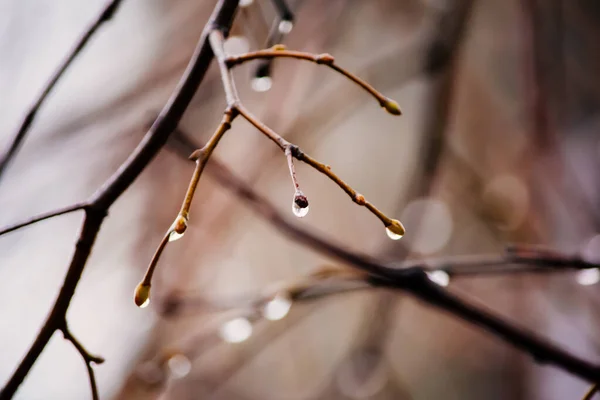 branches of an autumn tree in rainy weather. drops are poured.