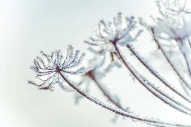 İçi boş çimenlerin donmuş dalları.