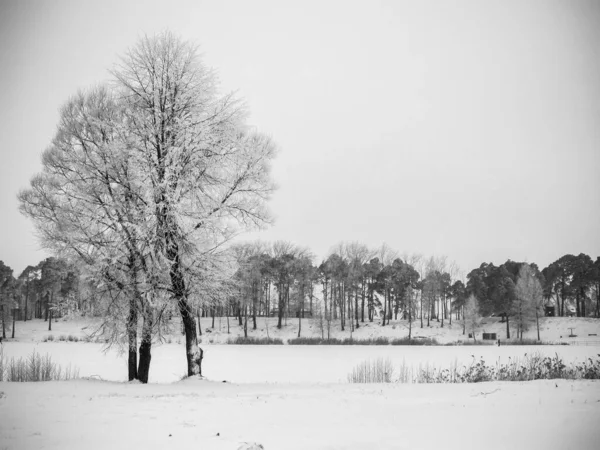 Der Zugefrorene Fluss Vordergrund Steht Ein Einsamer Baum Hintergrund Ein — Stockfoto