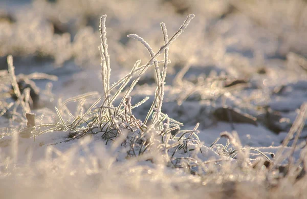 close-up of frozen grass. winter and snow