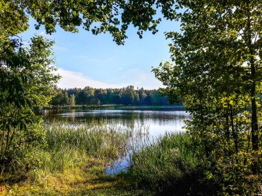 Sakin orman gölü güzel havada ağaçların arasında