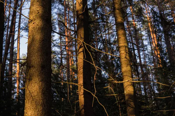 Stammar Tät Tallskog Solnedgångsljus — Stockfoto