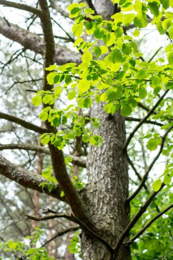 Kavak gövdesi, ön planda yapraklı bir dal.