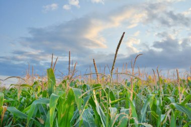Mısır tarlası ve gökyüzü akşam kararıyor.