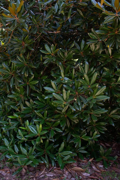 ユーカリの木の濃い緑の葉はとても密集していて — ストック写真