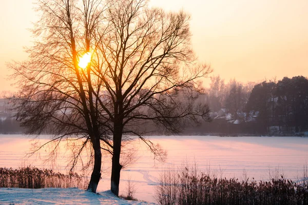 Winter Gefrorener Und Schneebedeckter Fluss Sonnenuntergang Licht Durchdringt Einen Baum — Stockfoto