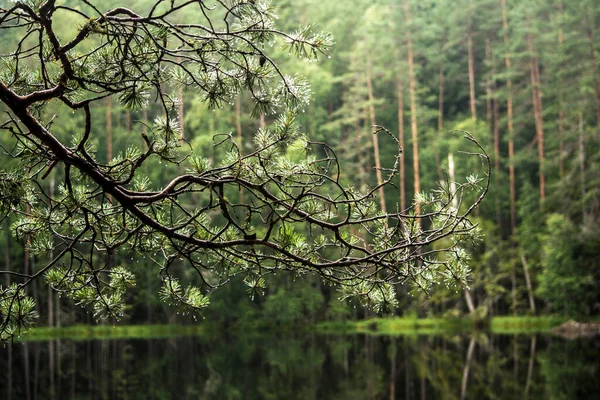 Forest Lake Pista Dianteira Ramo Uma Árvore Seca — Fotografia de Stock