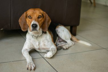 Uzanmış bir av köpeği, beyaz kahverengi, ciddi bir yüzü var..