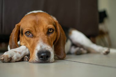 Uzanmış bir av köpeği, beyaz kahverengi, ciddi bir yüzü var..
