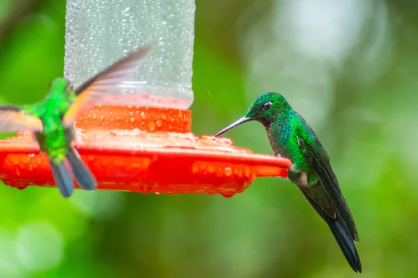 Een Kolibrie Een Feeder Drinkwater Met Zijn Snavel Borst Met — Stockfoto