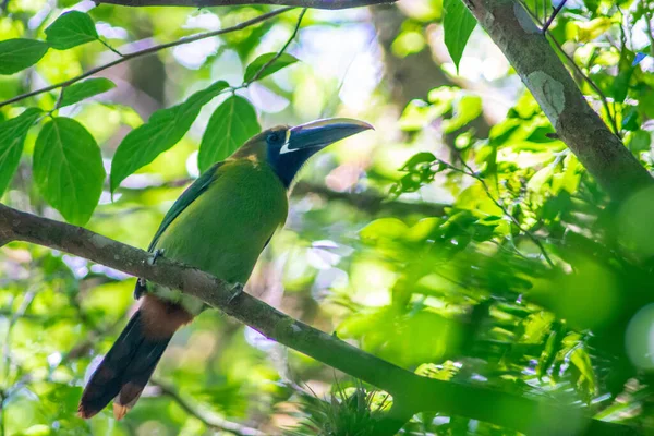 Tucan Smaragd Tak Van Een Boom Zijn Natuurlijke Habitat Het — Stockfoto