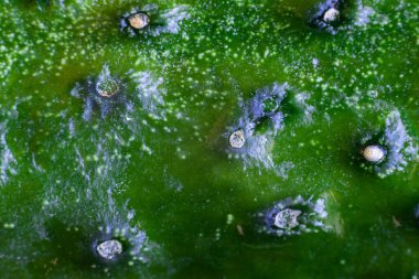 Salatalık kabuğunun süper makro görüntüsü.