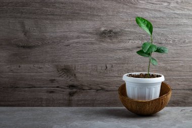 Hindistan cevizi kabuğundaki bir tencerede fayans üzerinde genç bir limon ağacı