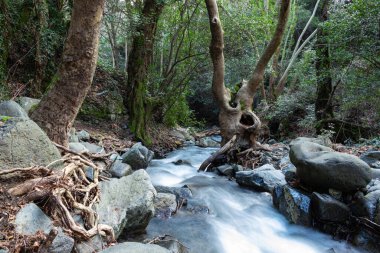 Ormanda akan güzel bir nehir. Sudaki büyük ve küçük kayalar. Uzun pozlu çekim.