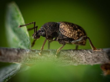 Buğday biti Curculionidae ormandaki bir ağaç makrosu üzerinde