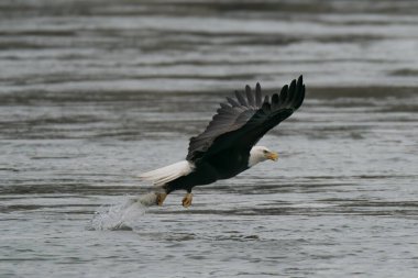 Maryland Susquehanna Nehri 'nden balık yakalayan kel kartal.