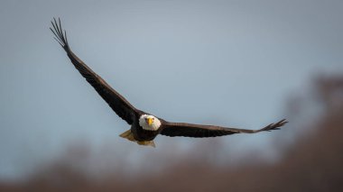 Kel Kartal Susquehanna Nehri üzerinde mavi gökyüzüne kanatlarını açıyor. 