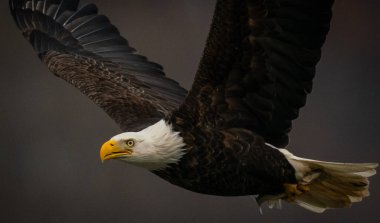 Maryland 'deki Susquehanna Nehri' nin üzerinde koyu arka planda uçan kel kartal.