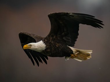 Maryland 'deki Susquehanna Nehri' nin üzerinde koyu arka planda uçan kel kartal.