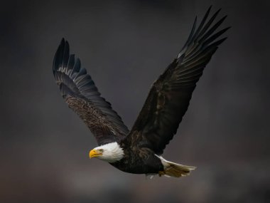 Maryland 'deki Susquehanna Nehri' nin üzerinde koyu arka planda uçan kel kartal.