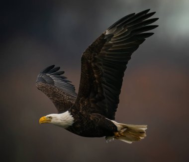 Maryland 'deki Susquehanna Nehri' nin üzerinde koyu arka planda uçan kel kartal.