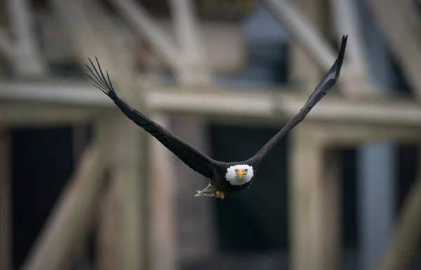 Bald Eagle vliegt boven de Susquehanna River in Maryland — Stockfoto