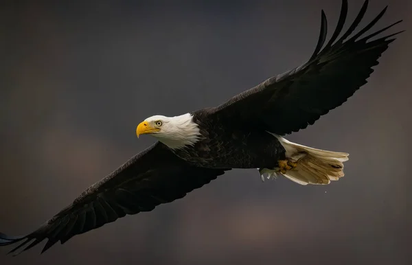 Águila calva volando en fondo oscuro sobre el río Susquehanna en Maryland — Foto de Stock