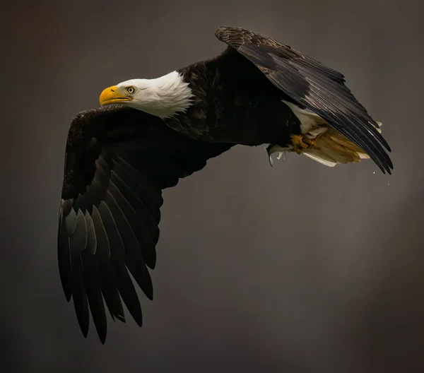 매 릴랜드의 서스 퀘 한나 강 위로 어두운 배경을 날으는 대머리 독수리 — 스톡 사진
