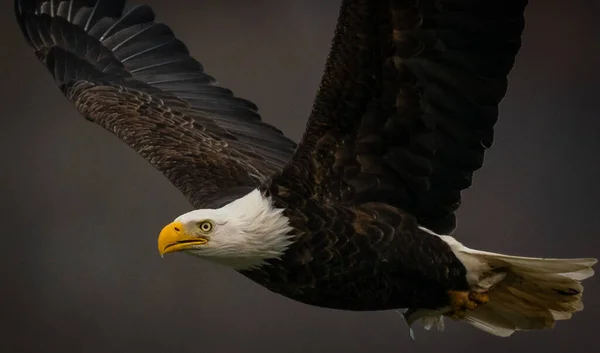 Maryland 'deki Susquehanna Nehri' nin üzerinde koyu arka planda uçan kel kartal. — Stok fotoğraf