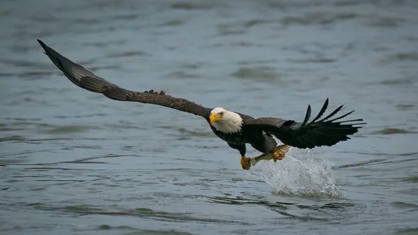 Лисий орел ловить рибу з річки Саскеганна в штаті Меріленд. — стокове фото