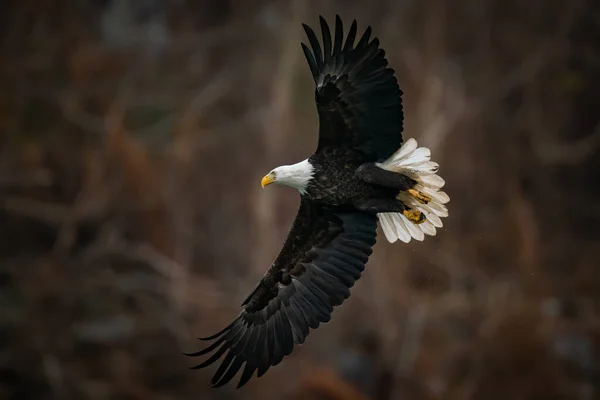Visão de corpo inteiro da Águia Calva voando acima do rio Susquehanna em Maryland — Fotografia de Stock